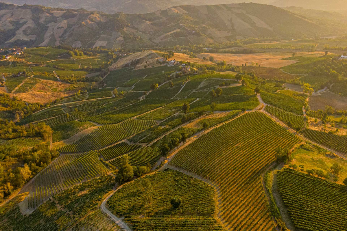 Vino, boom del Metodo classico e del Pinot nero in Oltrepò pavese